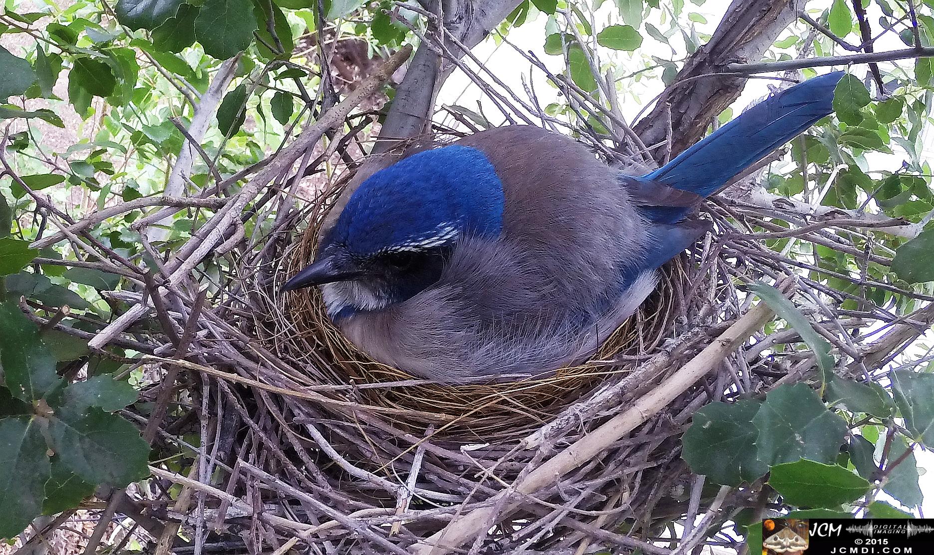 Scrub Jay stills in Santa Clarita, Ca jcmdi.com
